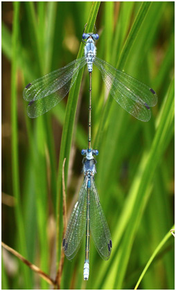 Lestes macrostigma tandem