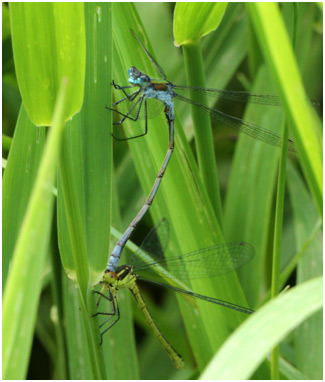 Tandem Lestes sponsa mâle - Erythromma najas femelle