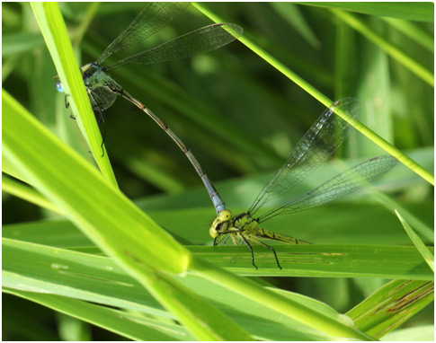 Tandem Lestes sponsa mâle -  Erythromma najas femelle