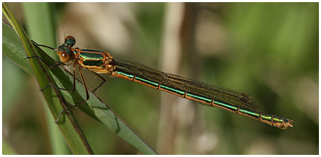 Lestes sponsa femelle