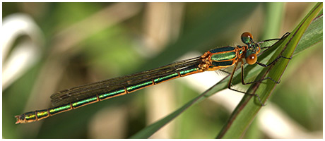 Lestes sponsa femelle