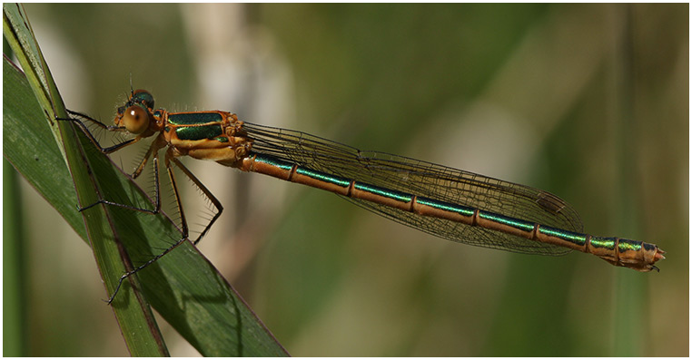 Lestes sponsa femelle