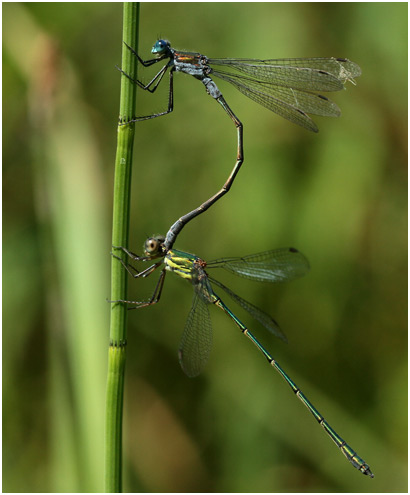 Lestes sponsa en tandem avec Lestes viridis