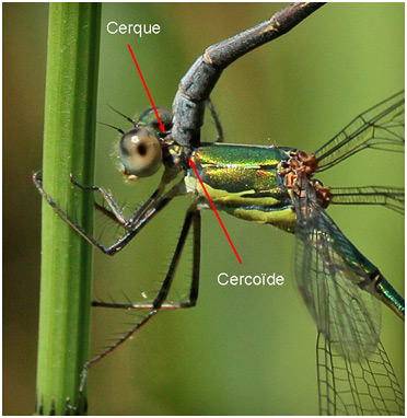 Lestes sponsa en tandem avec Lestes viridis