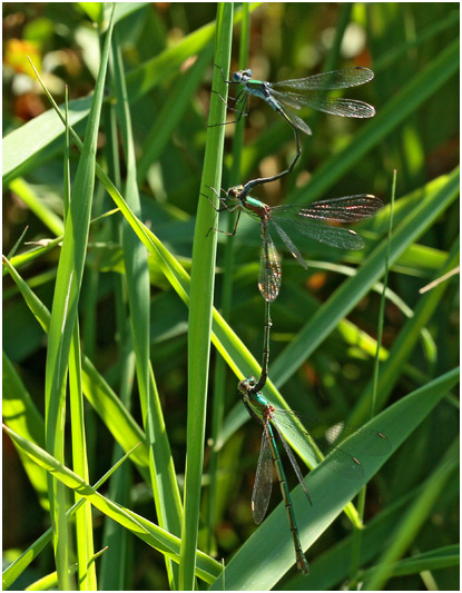 Trio Lestes sponsa ♂ Lestes viridis ♂ Lestes viridis ♀