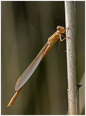 Sympecma fusca femelle émergente