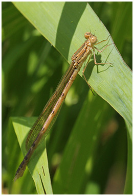 Sympecma fusca femelle émergente