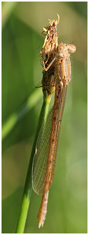 Sympecma fusca femelle émergente