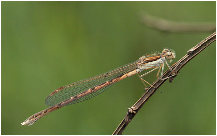 Sympecma fusca femelle