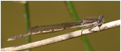 Sympecma fusca mâle