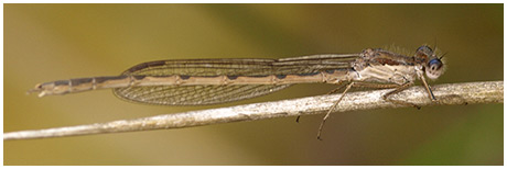 Sympecma fusca mâle