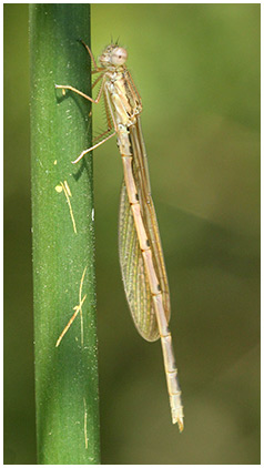 Sympecma fusca mâle émergent