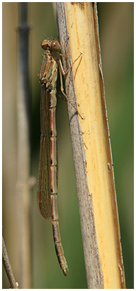 Sympecma fusca mâle émergent