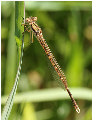 Sympecma fusca mâle émergent