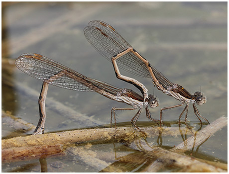 Sympecma fusca ponte