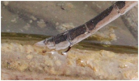 Sympecma fusca ponte