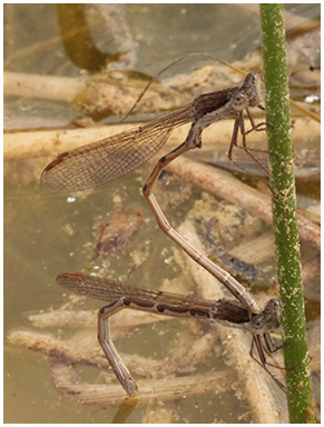 Sympecma fusca ponte