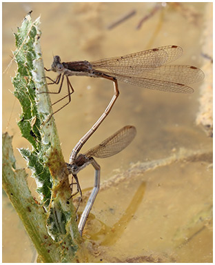 Sympecma fusca ponte