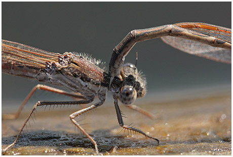 Sympecma fusca ponte