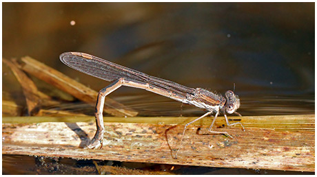 Sympecma fusca ponte seule