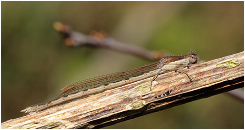 Sympecma fusca femelle