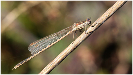 Sympecma fusca mâle