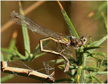 Lestes virens vestalis prédation