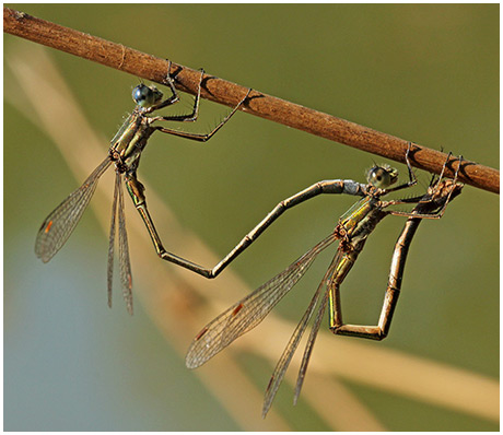 Lestes virens ponte