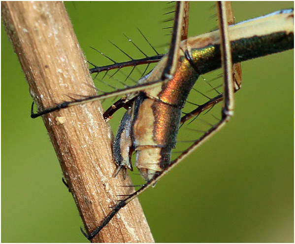 Lestes virens détails de l'ovipositeur en ponte