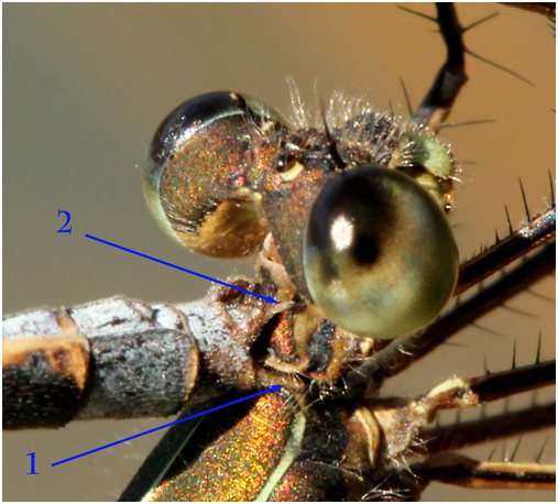 Lestes virens, cerques et cercoïdes sur le pronotum de la femelle