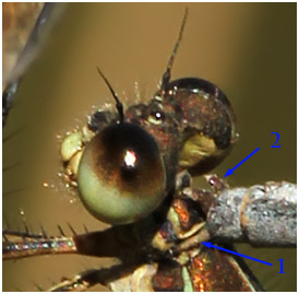 Lestes virens, cerques et cercoïdes sur le pronotum de la femelle