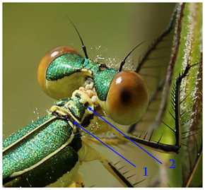 Lestes virens, pronotum de très  jeune femelle