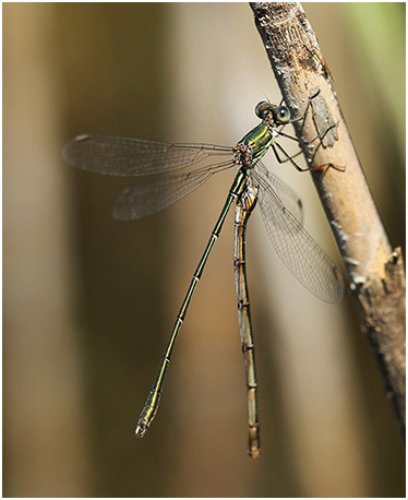 Lestes viridis accouplement tragique