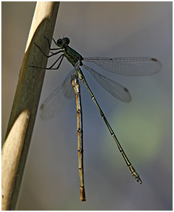 Lestes viridis accouplement tragique