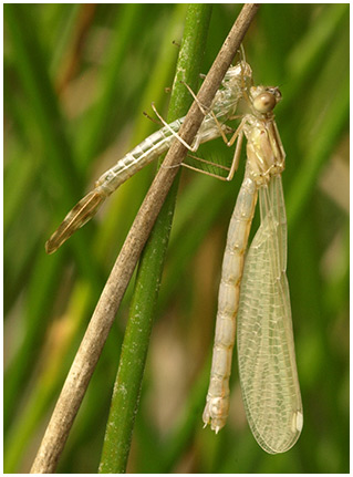 Lestes viridis femelle émergente