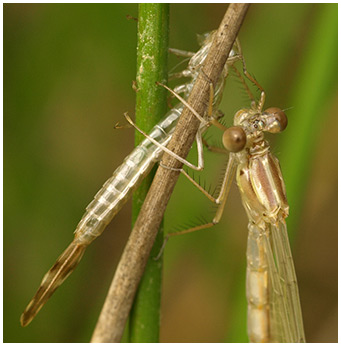 Lestes viridis femelle émergente