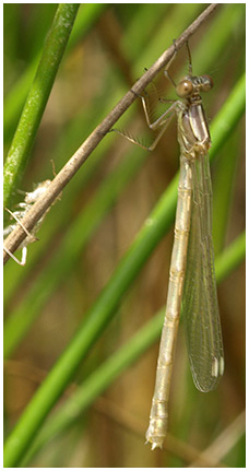 Lestes viridis femelle émergente