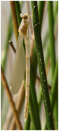 Lestes viridis mâle émergent