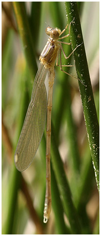 Lestes viridis mâle émergent