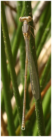 Lestes viridis mâle émergent