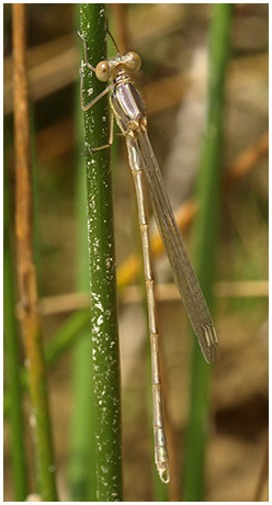 Lestes viridis mâle émergence