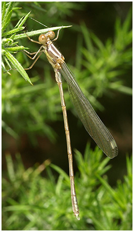 Lestes viridis mâle émergence