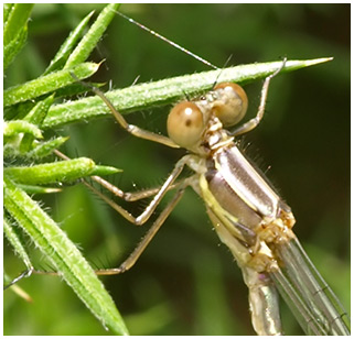 Lestes viridis mâle émergence