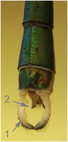 Lestes viridis mâle appendices anaux