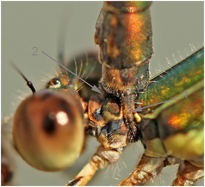 Lestes viridis prise du mâle