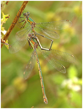 Lestes viridis, transfert de sperme