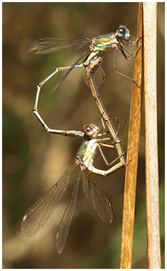 Lestes viridis accouplement