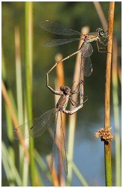 Lestes vert accouplement