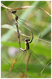 Lestes viridis accouplement