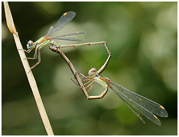 Lestes viridis accouplement